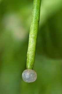 Spherical white fruit of the Mistletoe cactus (Rhipsalis clavata)