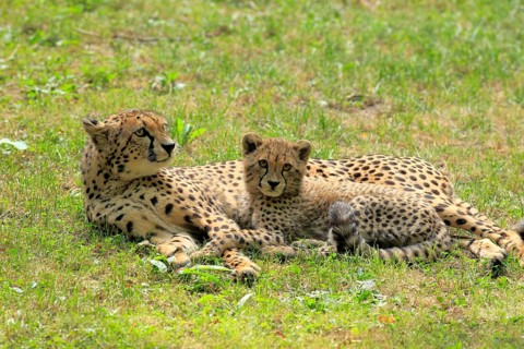 Cheetah (Acinonyx jubatus)