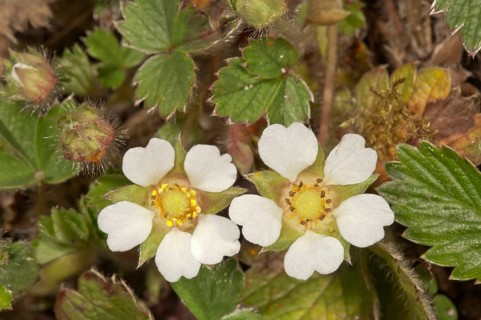 Blossoming Barren Strawberry (Potentilla sterilis)