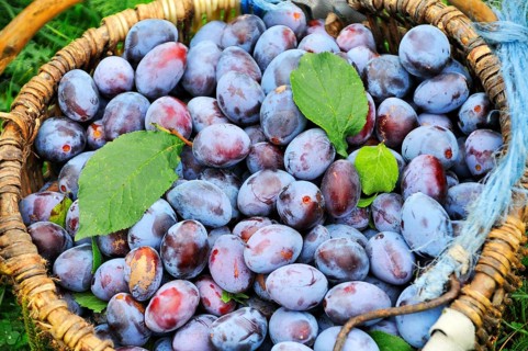 Freshly picked plums in a basket