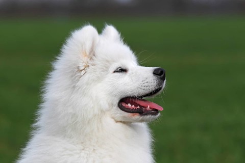 Samoyed dog