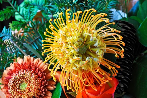 Flower of a Protea or Banksia (Proteaceae)