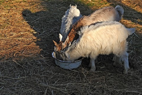 Young goatlings or kids feeding from a bowl