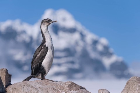 Imperial Shag or Antarctic Cormorant (Phalacrocorax atriceps)