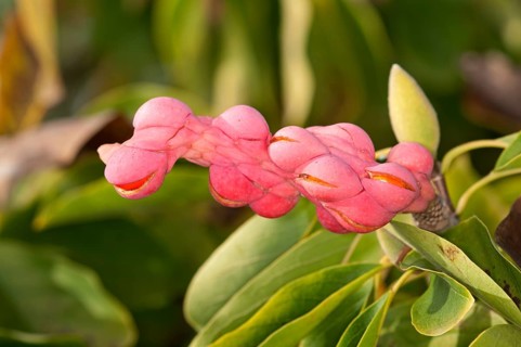 Yulan magnolia (Magnolia denudata)