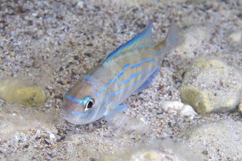 Picarel (Spicara smaris)