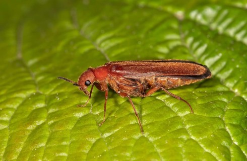 Common Red Soldier Beetle (Rhagonycha fulva)
