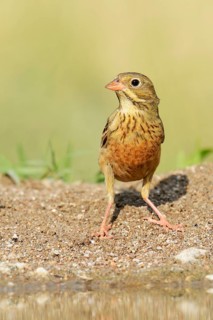 Ortolan Bunting (Emberiza hortulana)
