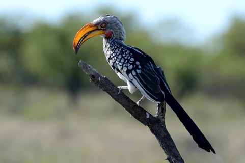 Southern Yellow-billed Hornbill (Tockus leucomelas)