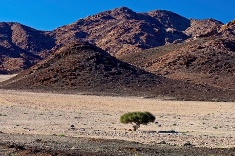 Shepherd's tree (Boscia albitrunca) in a dry valley