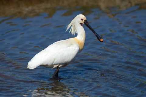 Eurasian Spoonbill or Common Spoonbill (Platalea leucorodia) foraging for food