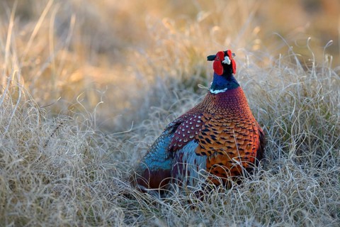 Common Pheasant (Phasianus colchicus)
