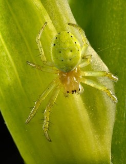 Cucumber Green Spider (Araniella cucurbitina)