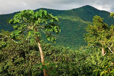Montane rainforest
