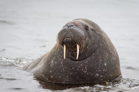 Walrus (Odobenus rosmarus)