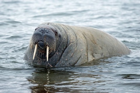 Walrus (Odobenus rosmarus)