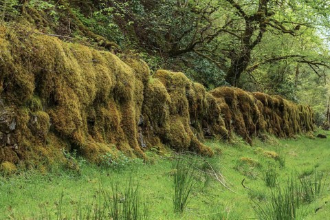 Old stone wall overgrown with moss in a forest