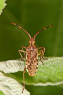 Juniper Shield Bug (Gonocerus juniperi)