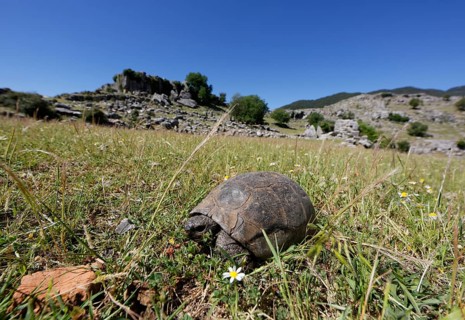 Mediterranean Spur-thighed Tortoise (Testudo graeca) on grass