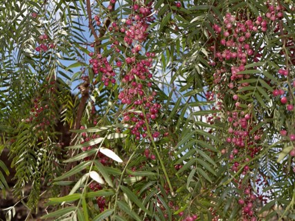 Peruvian Peppertree (Schinus molle) with fruits