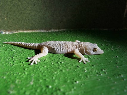 Gomera Wall Gecko (Tarentola gomerensis)