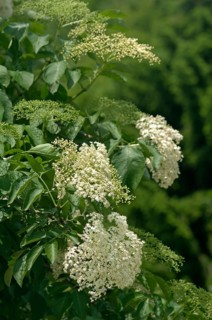 Inflorescence of Black Elder or Elderberry (Sambucus nigra)