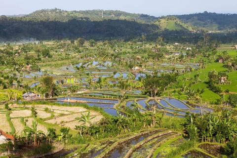 Rice fields