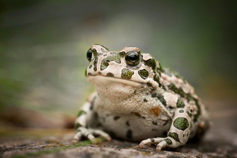 European Green Toad (Bufo viridis)