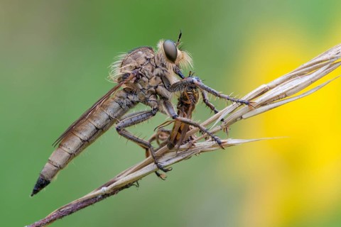 Robberfly (Machimus rusticus) with a captured hoverfly