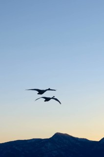 Whooper swans (Cygnus cygnus) in flight in the light of dawn