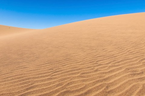 Dune belt of Long Beach