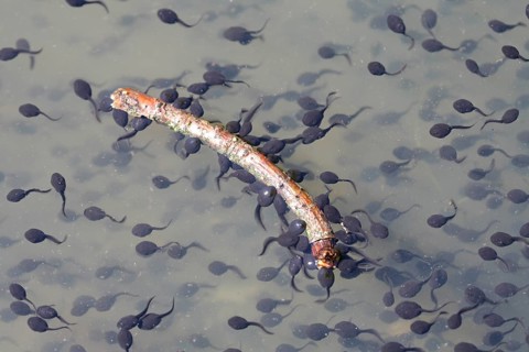 Tadpoles of the Common Toad (Bufo bufo)