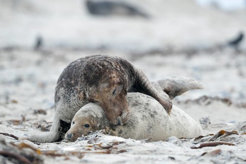 Grey seals (Halichoerus grypus) on the beach