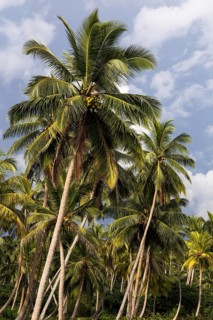 Coconut grove