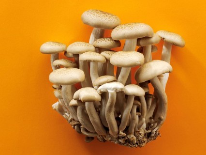 Organic Hon-Shimeji mushrooms (Lyophyllum shimeji)