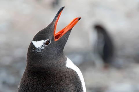Gentoo Penguin (Pygoscelis papua) calling