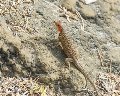 Galapagos Lava Lizard (Microlophus albemarlensis)