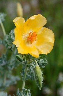 Flowering Yellow Horned Poppy (Glaucium flavum)