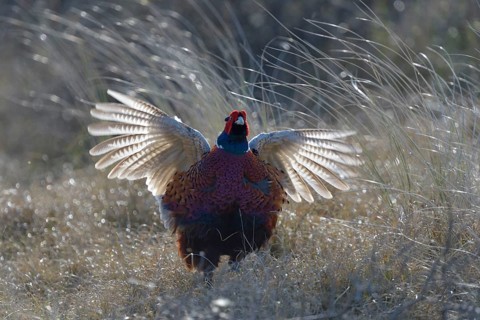 Common Pheasant (Phasianus colchicus)