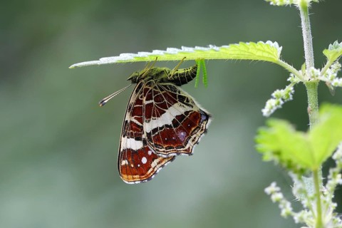 Map butterfly (Araschnia levana) laying eggs on the underside of a nettle leaf