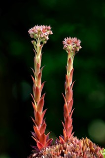 Houseleek (Sempervivum tectorum