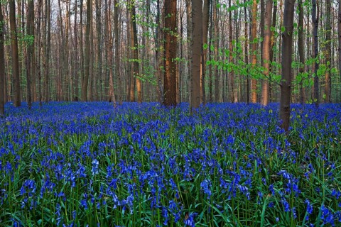 Atlantic Bluebells or Common Bluebells (Hyacinthoides non-scripta)