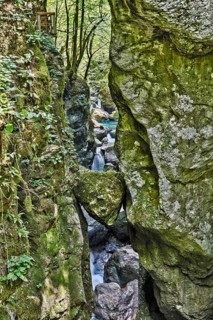Bear's Head