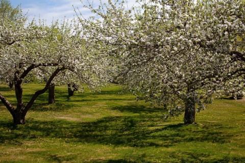 Orchard