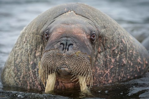 Walrus (Odobenus rosmarus)