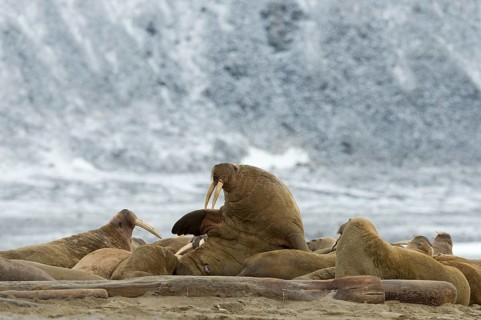 Pod of Walruses (Odobenus rosmarus) on a beach