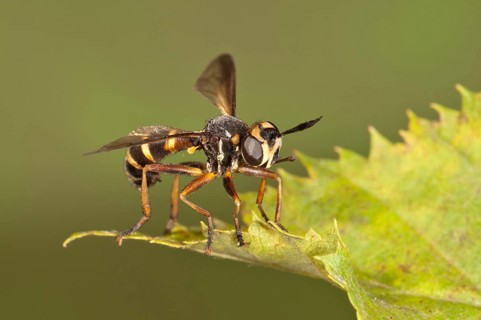 Thick-headed Fly (Conops quadrifasciatus)