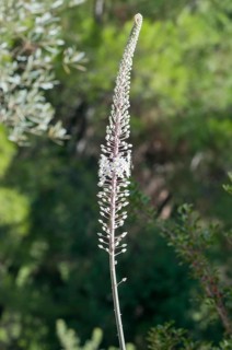 Sea Squill or Medicinal Squill (Urginea maritima)