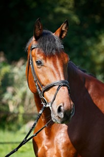 Holsteiner horse