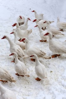 Barbary Ducks